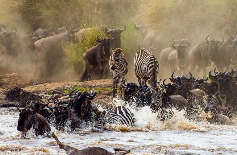  great migration in serengeti
