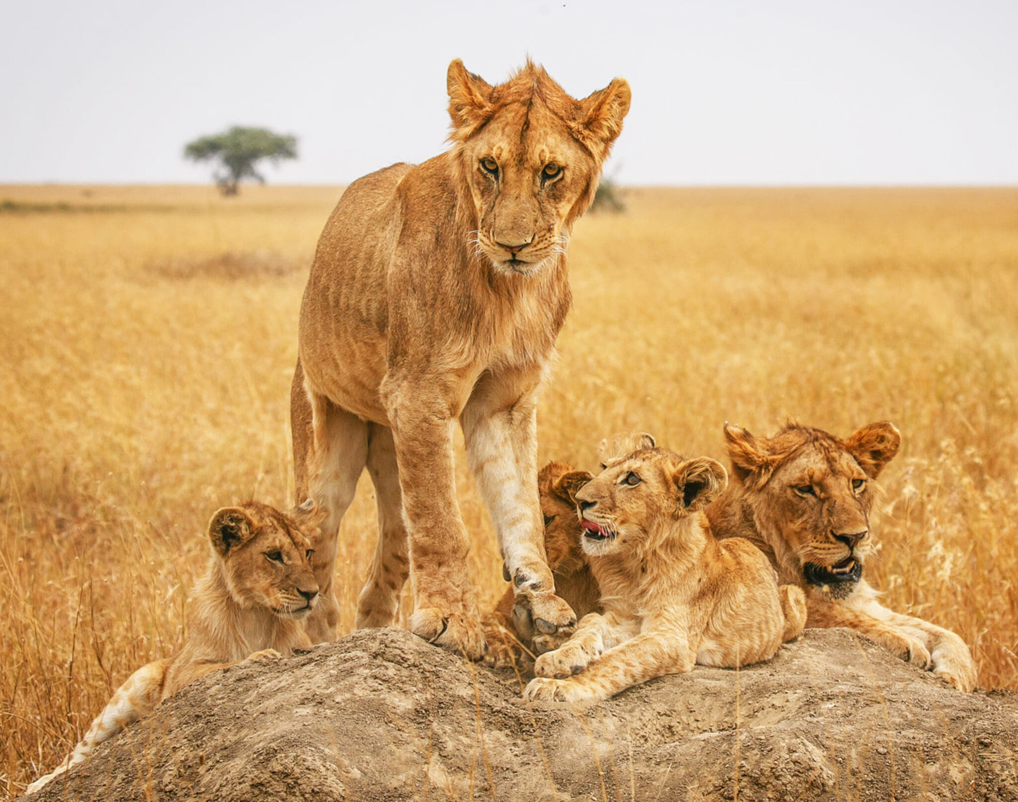 a-beautiful-and-breathtaking-wildlife-in-the-world-2025-02-19-08-15-09-utc-2048x1613