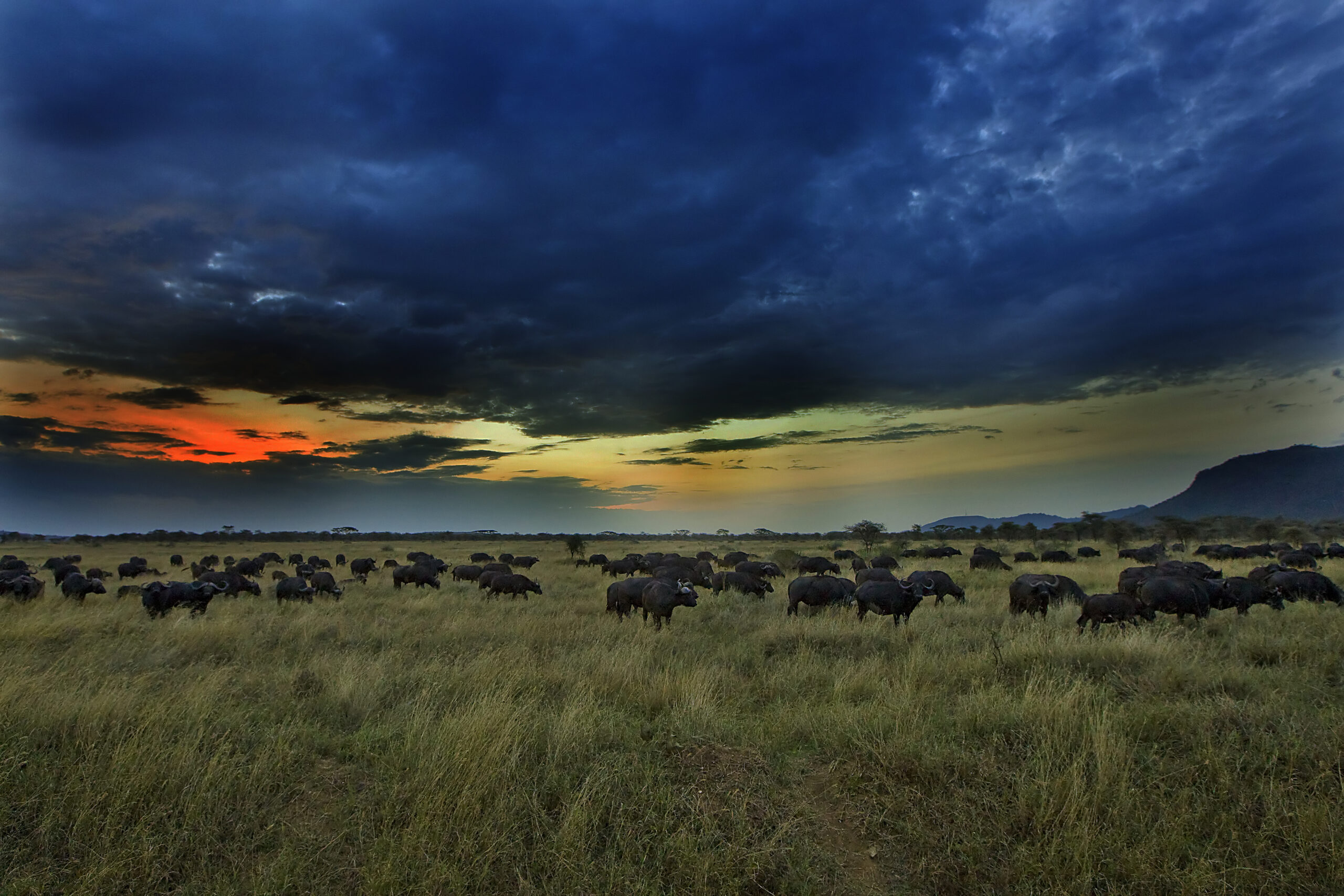 Cloudy sky over bright sunset sky while a herd of Cape Buffalo g