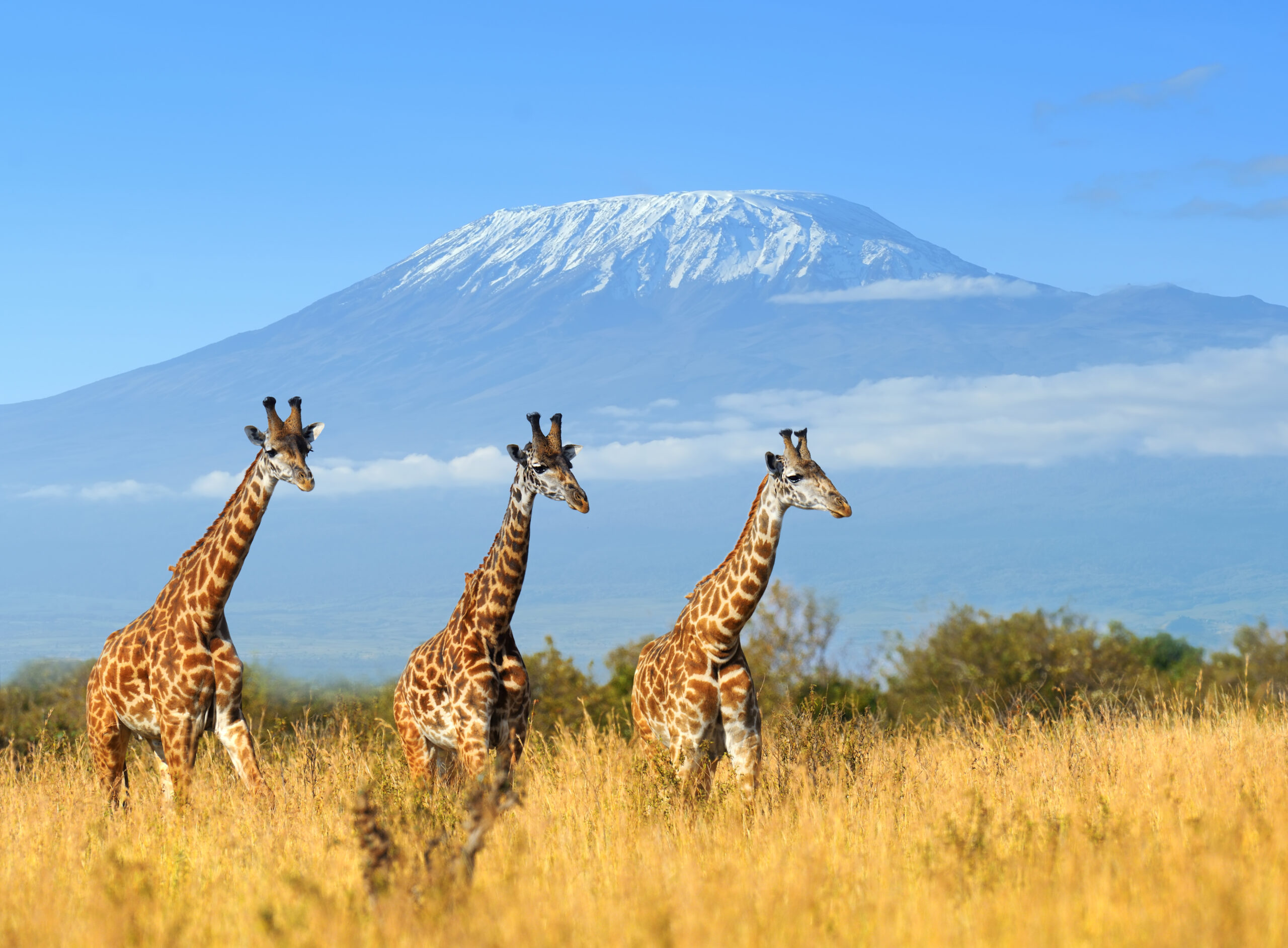 Giraffe in National park of Kenya, Africa