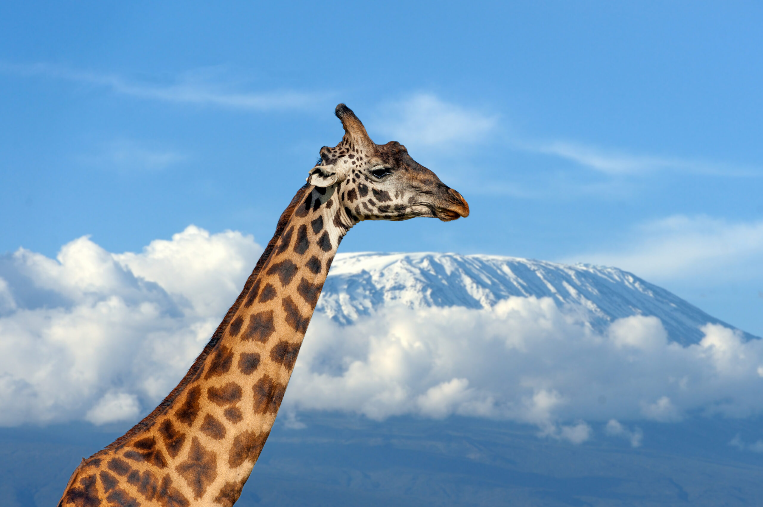 Giraffe on Kilimanjaro mountain in National park of Kenya, Africa
