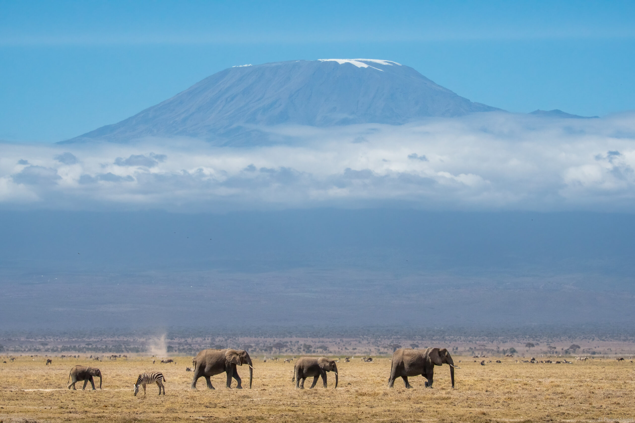 A group of majestic elephants strolling gracefully across Kilimanjaro, with a stunning mountainous landscape as their backdrop