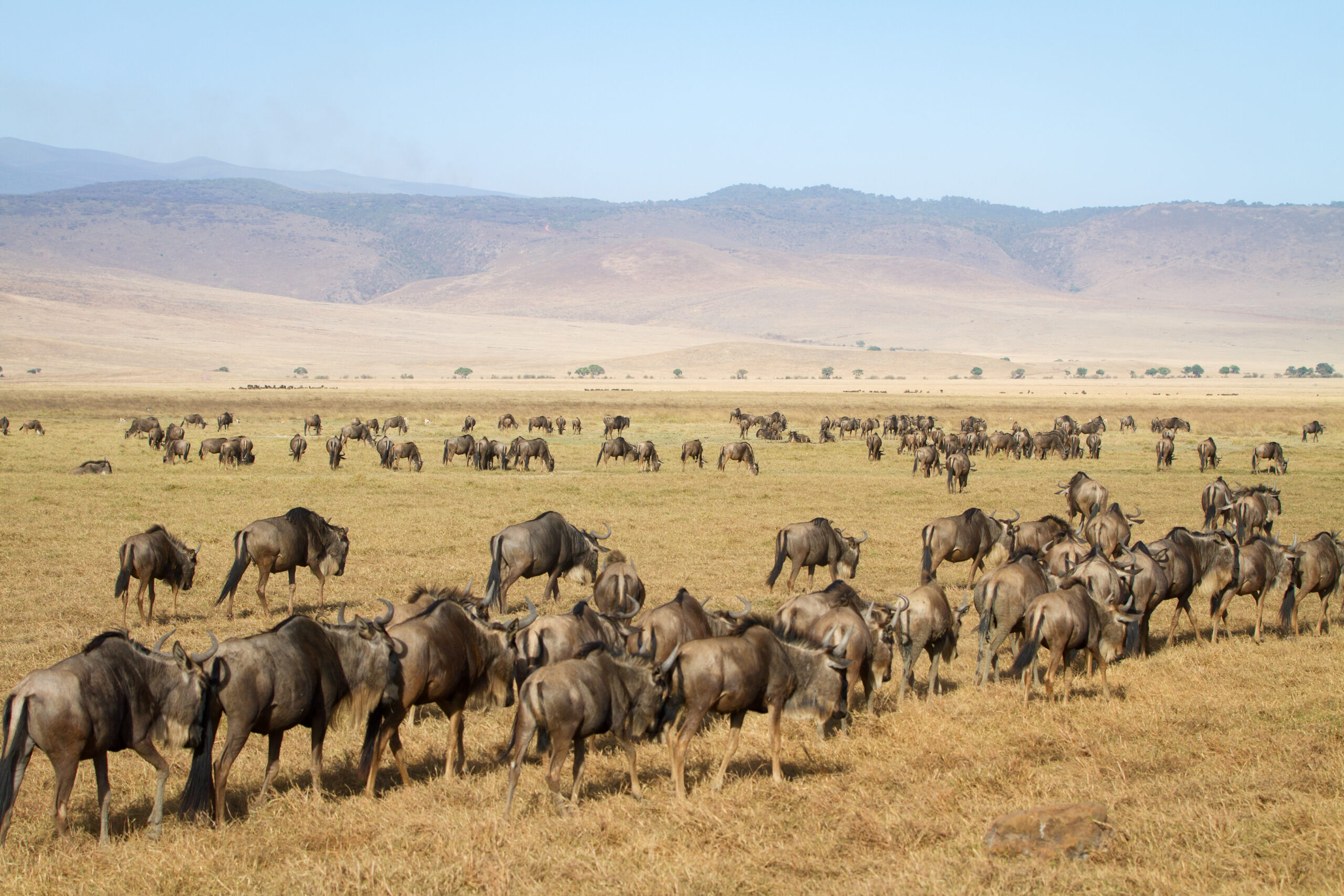 Herd of gnus and wildebeests in the Ngorongoro crater, Tanzania, Africa.