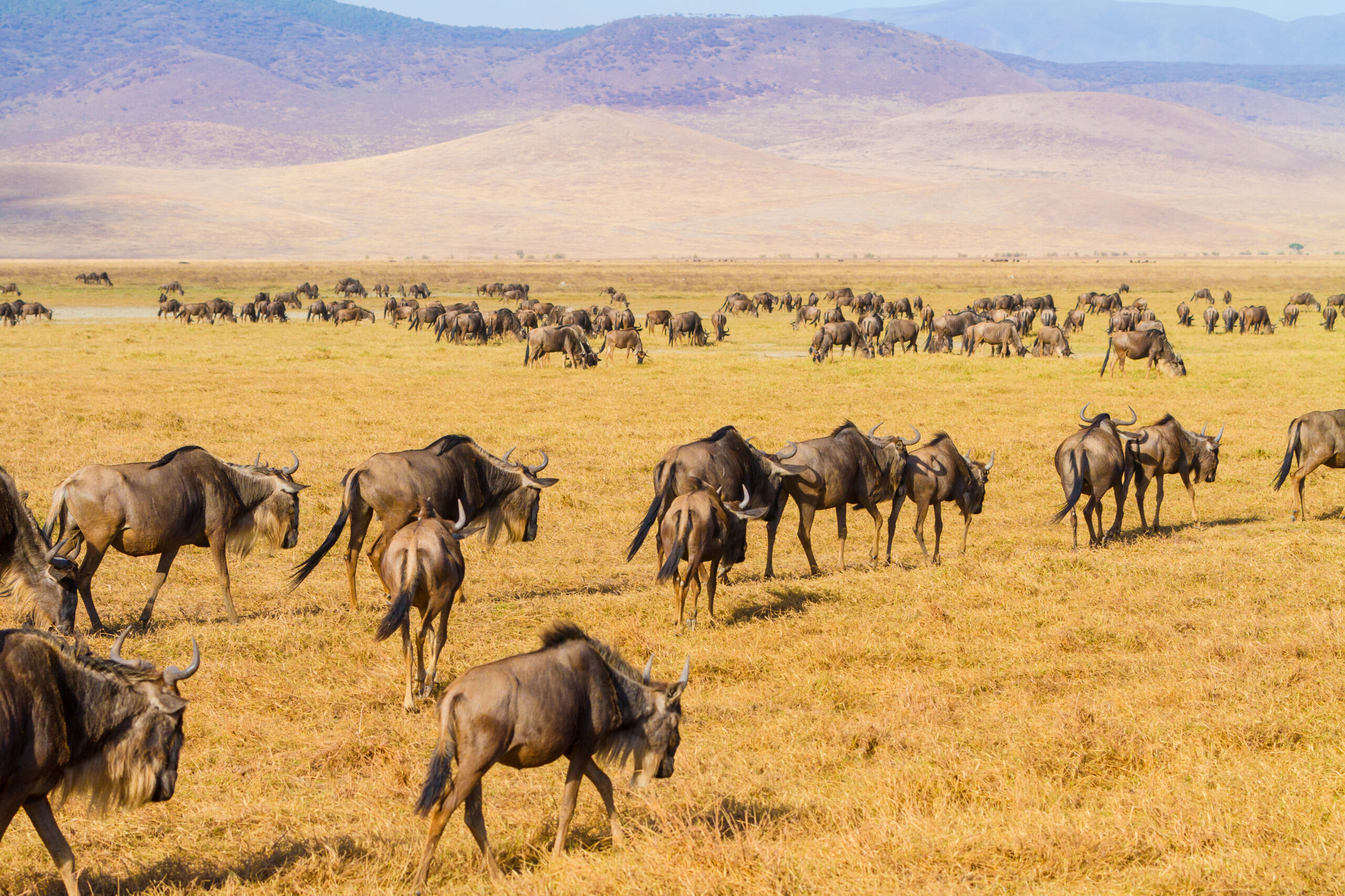 Close-up of wildebeest walks in the Ngorongoro crater in Tanzania, Africa.