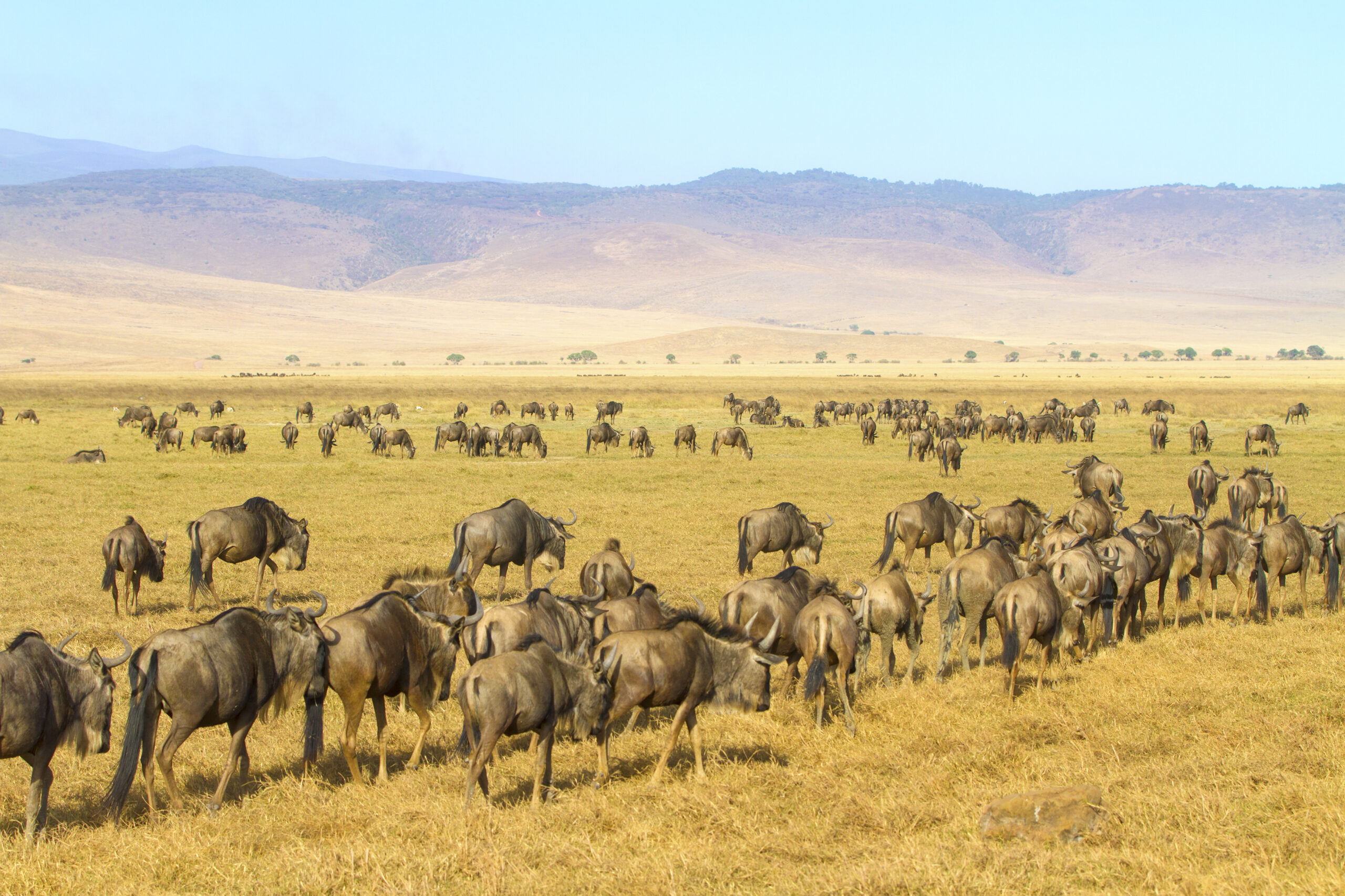 Wildebeest walks in the Ngorongoro crater in Tanzania, Africa.