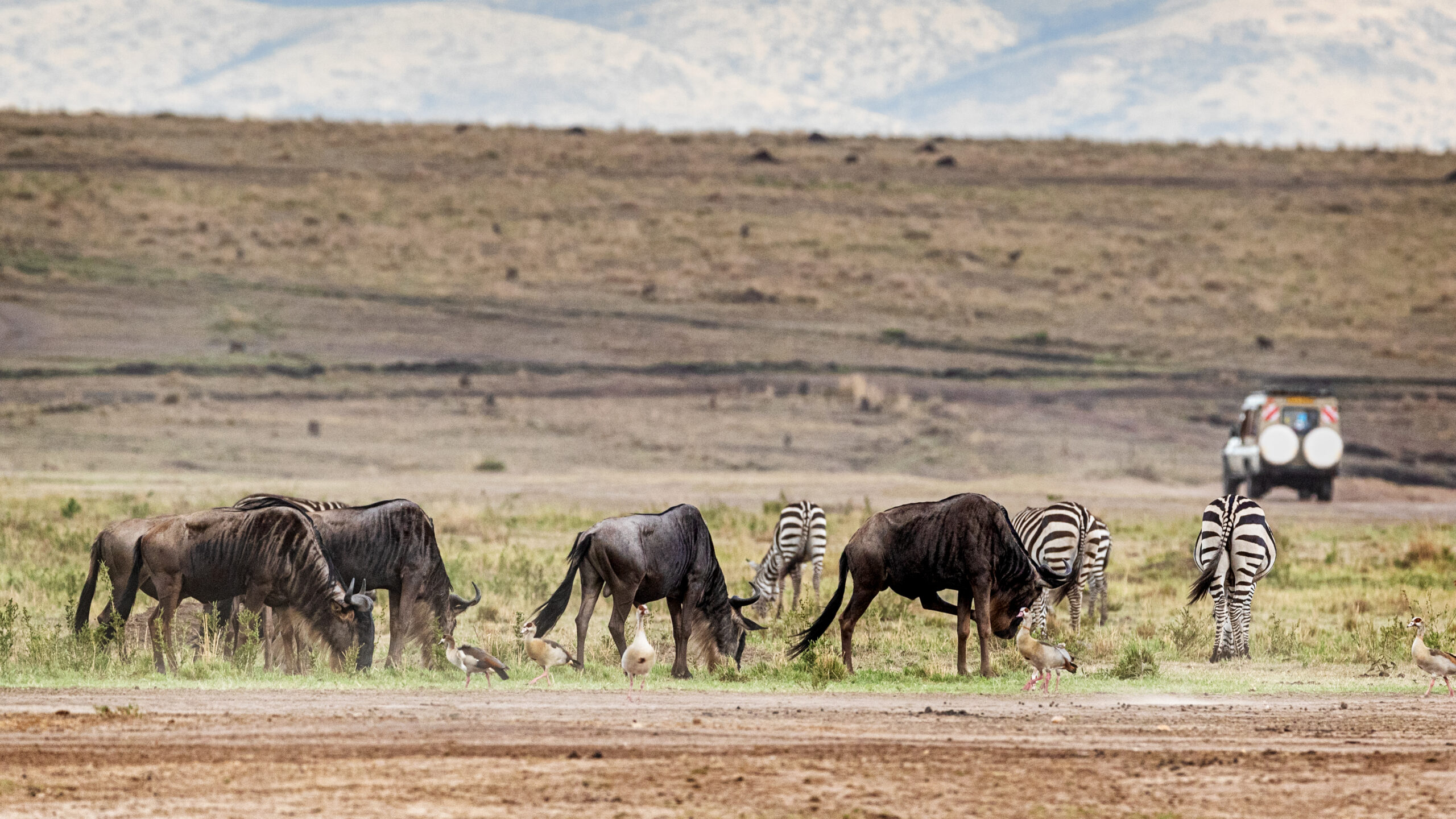 African safari scene with migrating wildebeest and zebra and tourist vehicle driving in the background