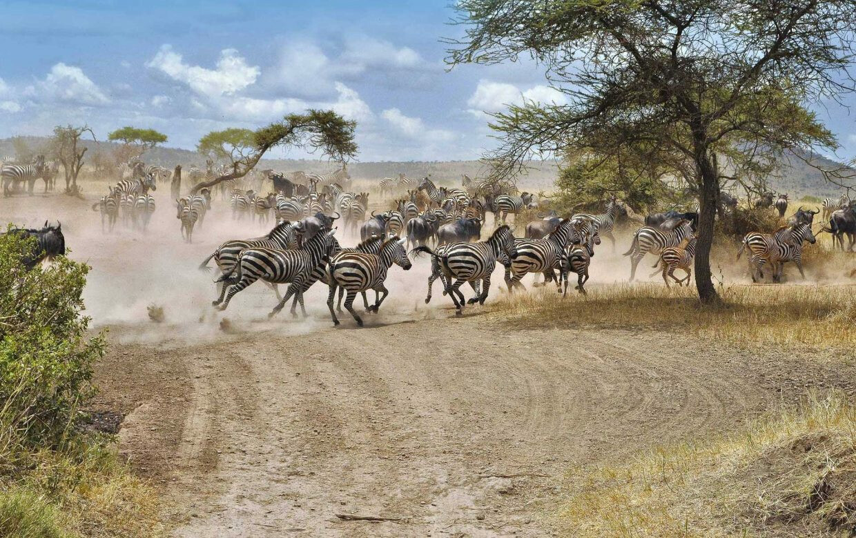 serengeti-1-1920x1280-1240x780