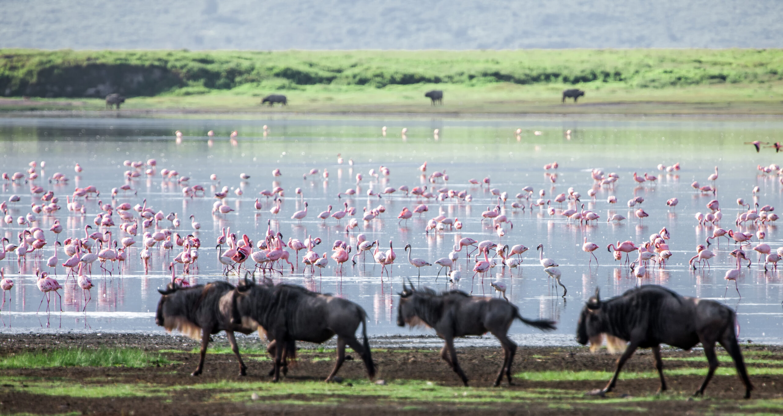 wildebeests-in-the-ngorongoro-crater-tanzania-2025-10-13-18-02-07-utc